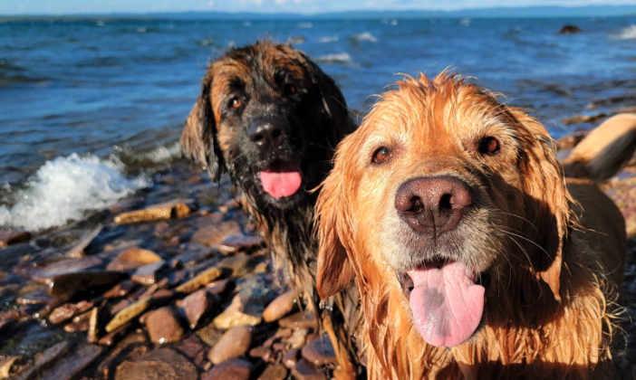 Two dogs, Hudson and Bruce, standing on the shore of Lake Superior