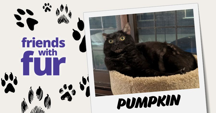 Friends with fur. A black cat named Pumpkin