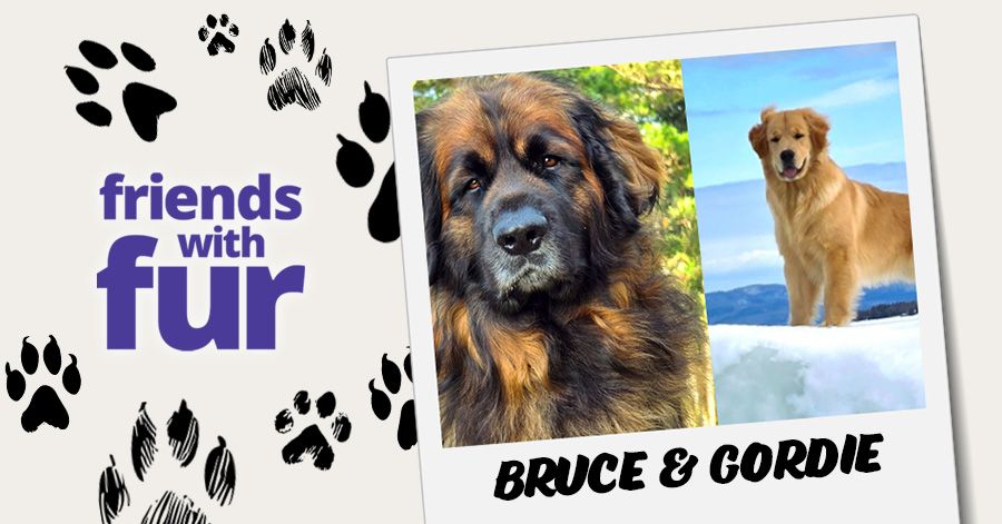 Friends with fur: Bruce and Gordie