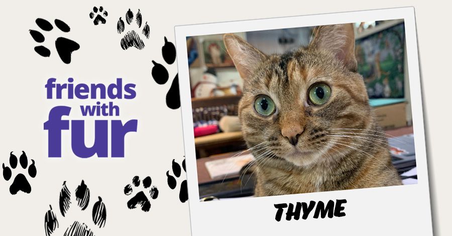 Thyme the cat
