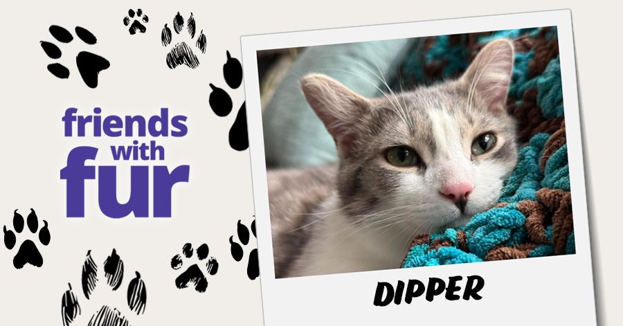 A cute black and white cat looking