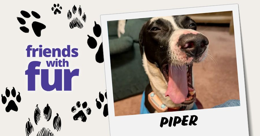 Piper the Greyhound Mix