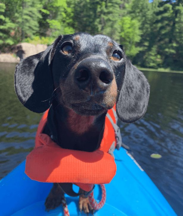 Charlie, a black and brown dog