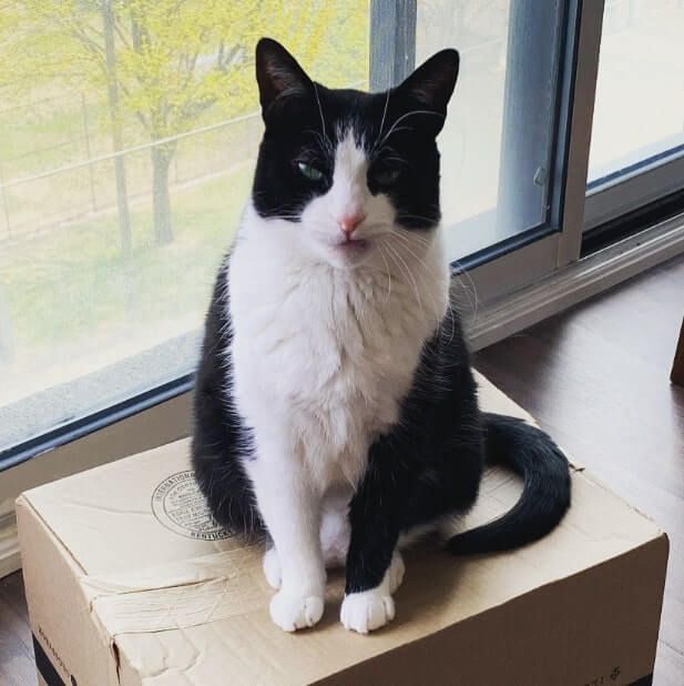 A black and white cat named Tattie