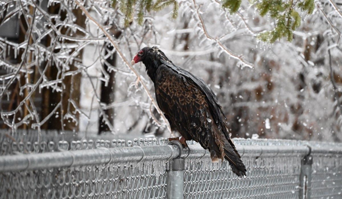A turkey vulture weathers the freezing rain atop a chain-link fence on Homewood Avenue in Orillia during the weekend's severe ice storm. Prolonged periods of freezing rain have coated trees, power lines, and wildlife alike, as the city remains under a state of emergency.