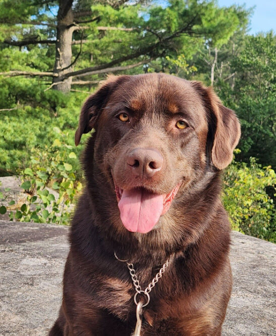 Jasper the Chocolate Labrador / Australian Shepherd mix