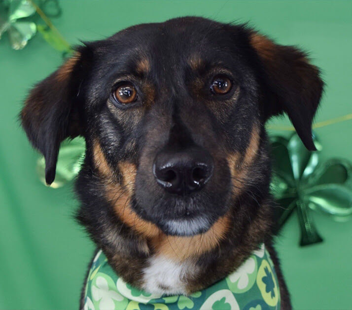 Fundy, the former Bahamian street dog