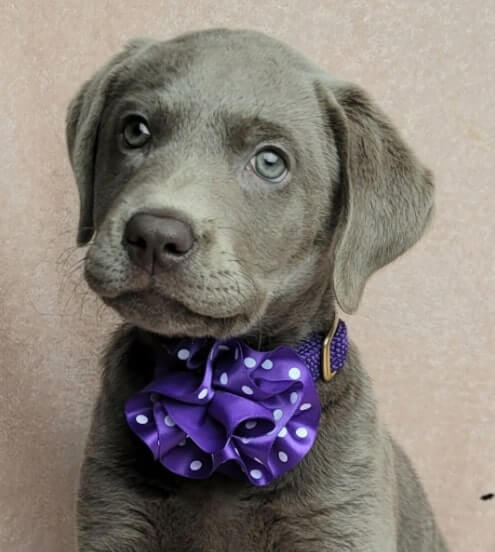 Elodie the silver chocolate lab