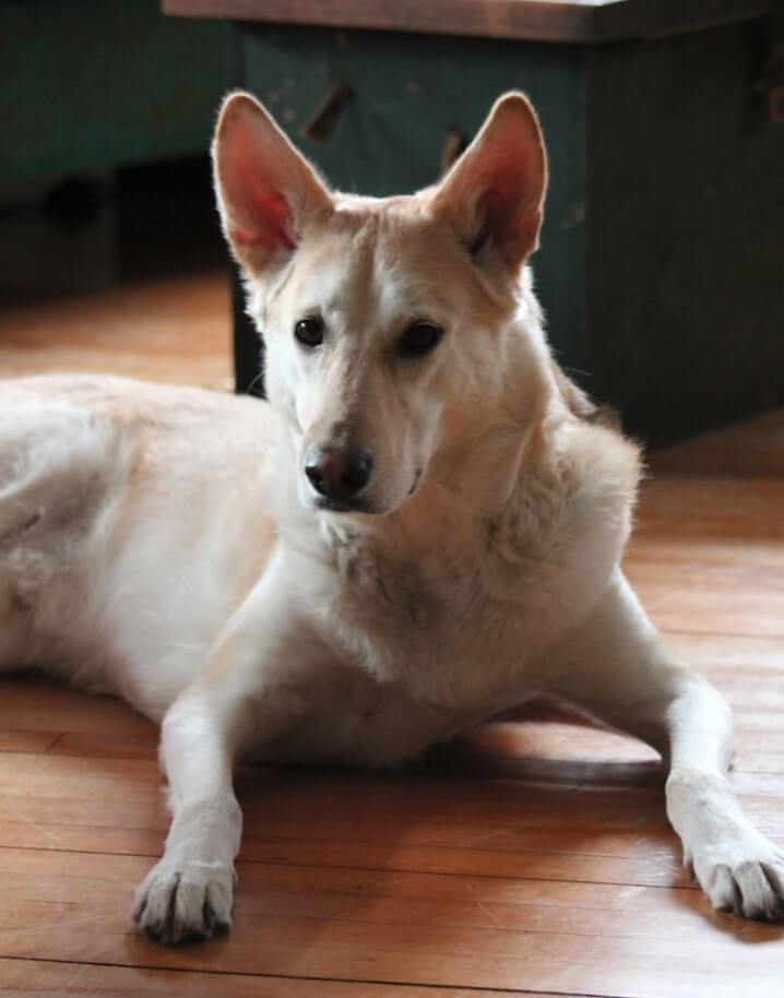Lowkey, a white shepherd-husky mix lays on the floor