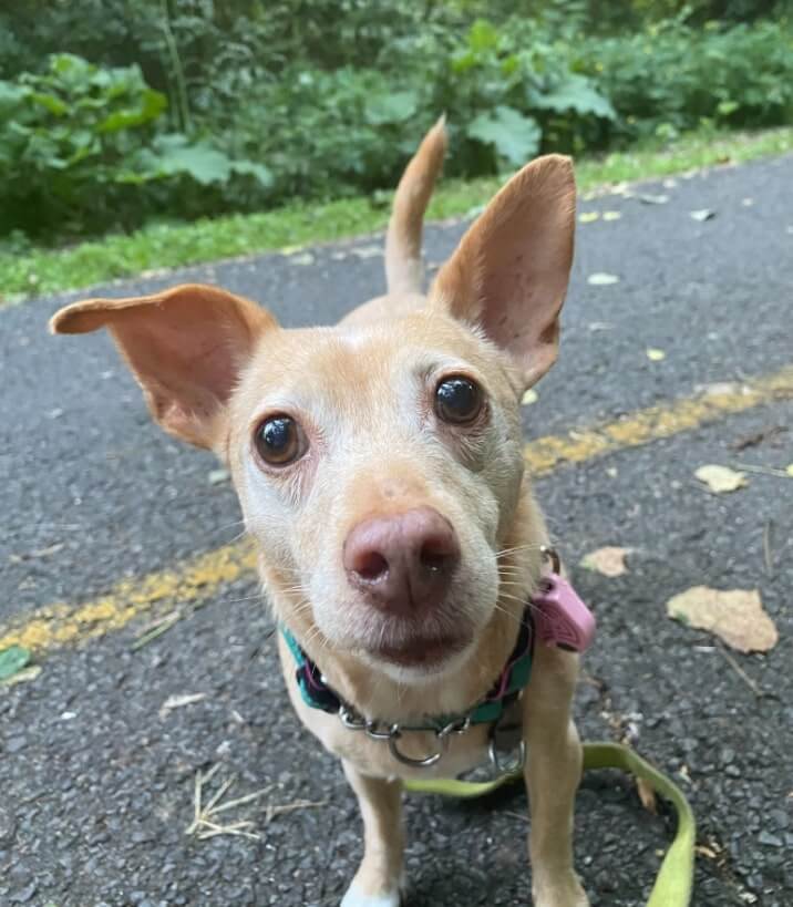 Cindy, a blonde-brown chihuahua