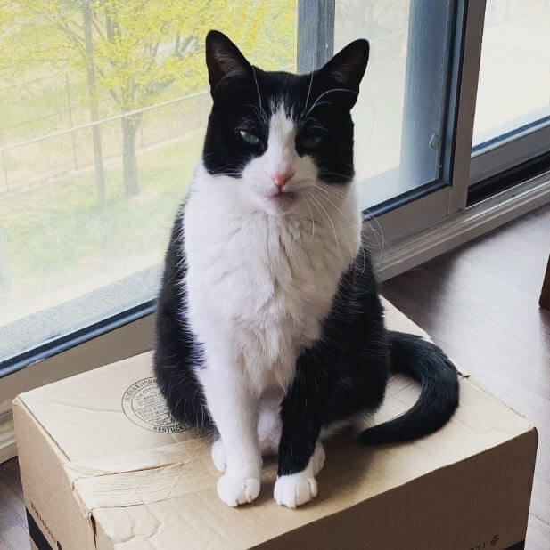 A black and white cat named Tattie