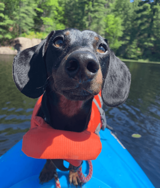 Charlie, a black and brown dog
