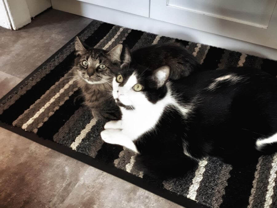 Two cats; Mario and Ziggy