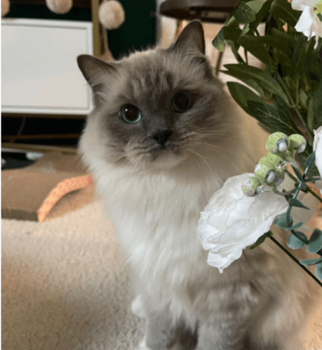 Princess Diana, a creamy white and brown cat
