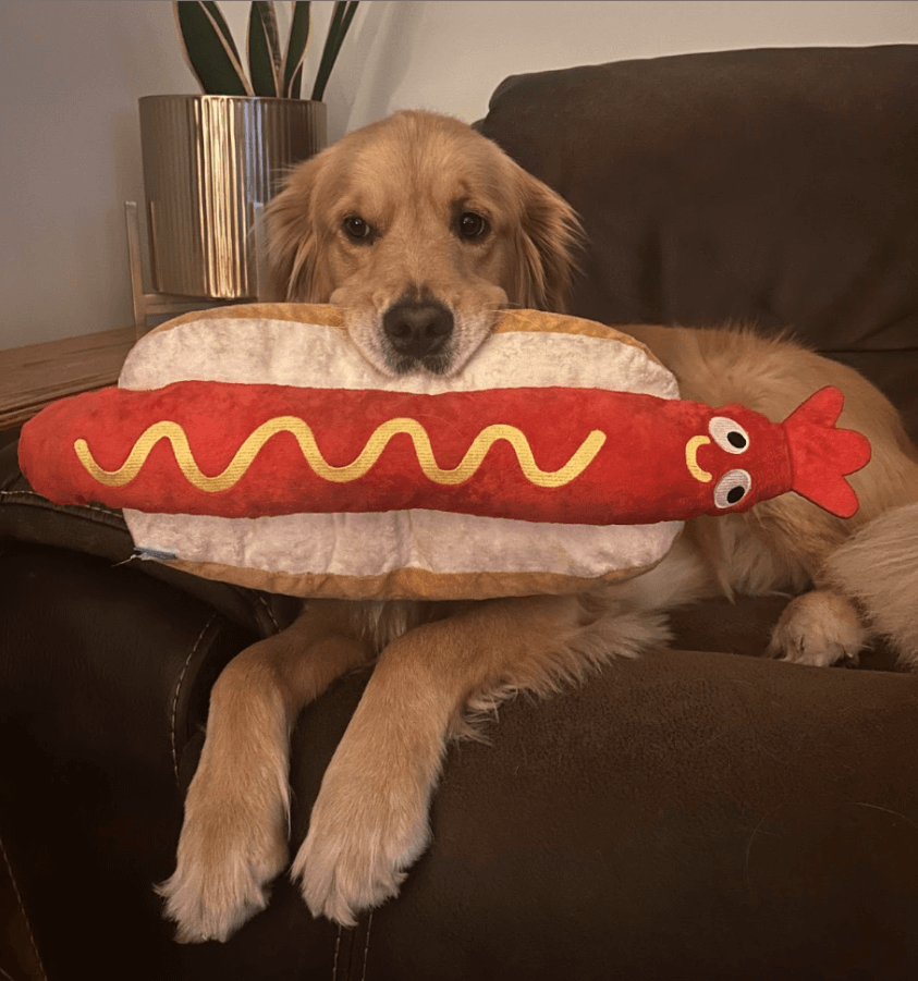 Daisy the golden retriever holding a stuffed hot dog