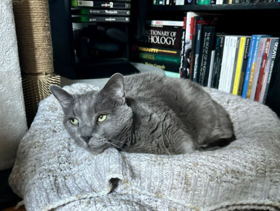 A grey cat named Bear