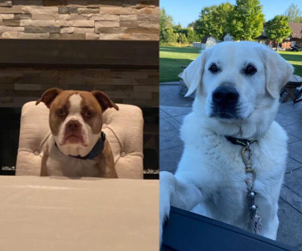 Bruce and Phil, two dogs