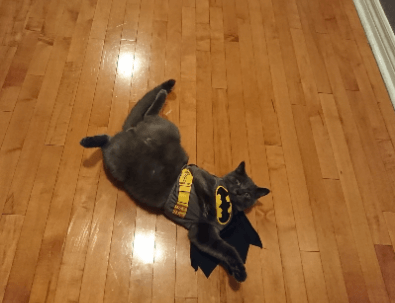Dishes, the cat, dressed in a Batman costume