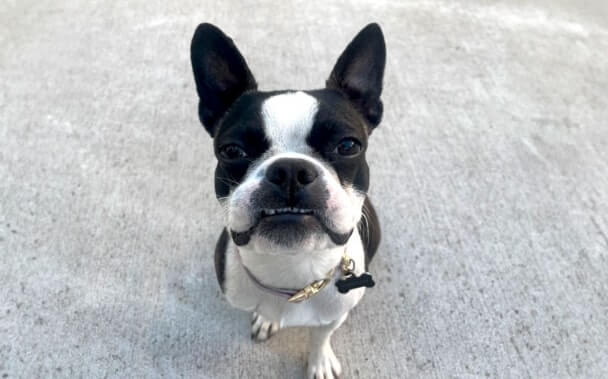 Friendly, a boston terrier