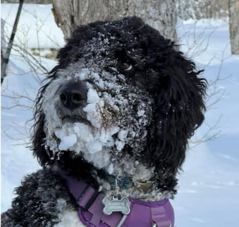 Lucy, a doodle, with snow on her face
