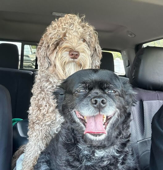 Two dogs named Brynn and Ollie sitting in a car, smiling.