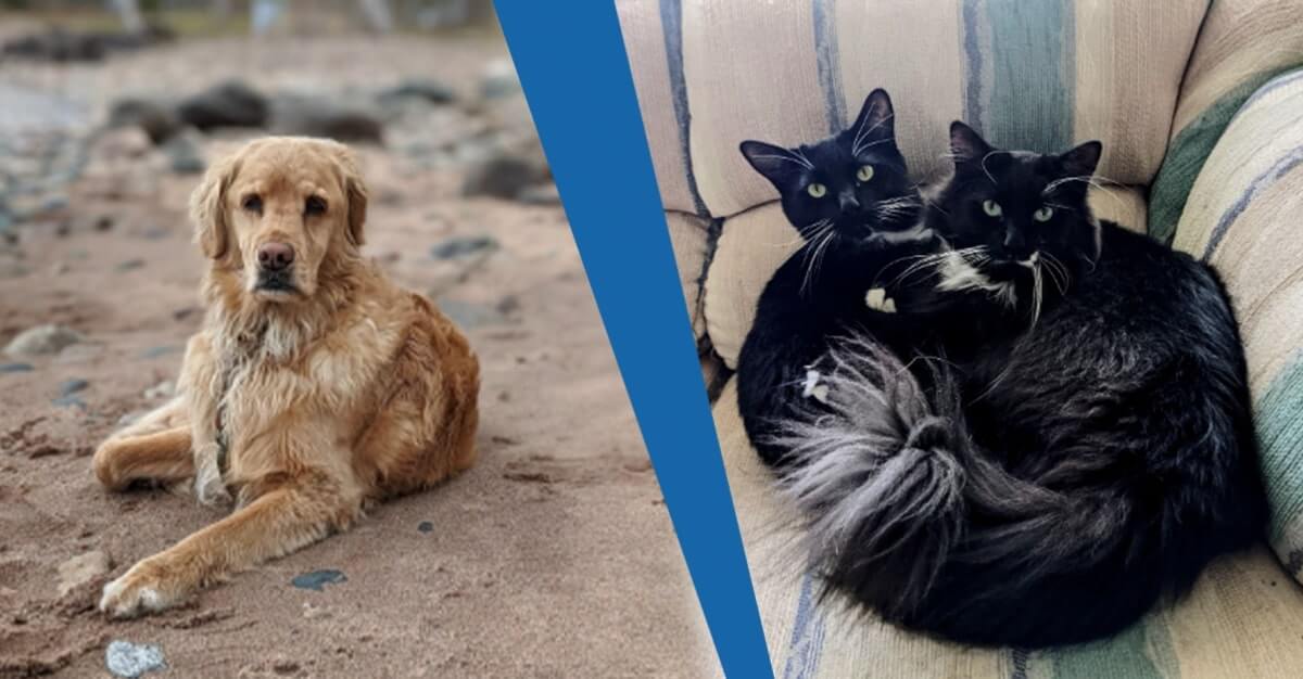 A golden retriever and two cats