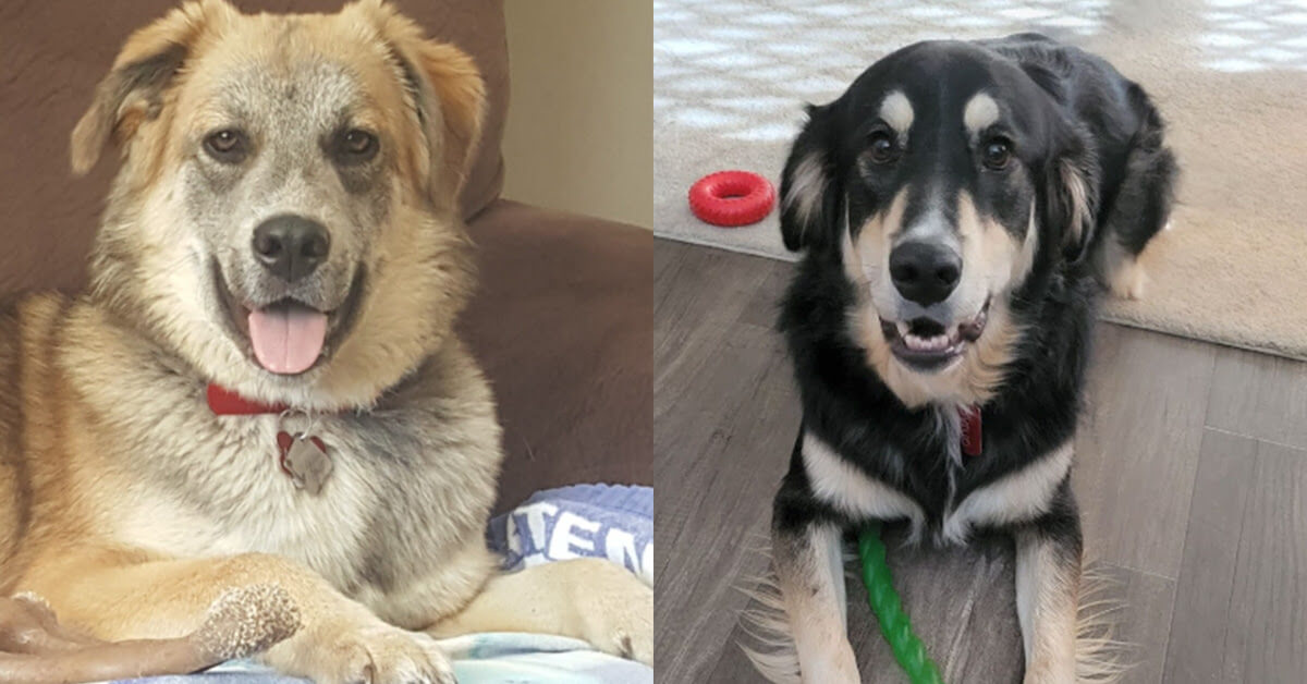 Two dogs: a Great Pyrenees/Australian Shepherd, and Great Pyrenees/Golden Retriever