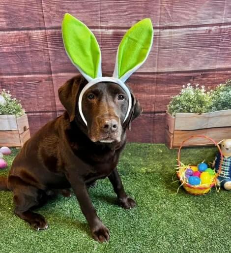 Reese, the ten-year-old chocolate lab