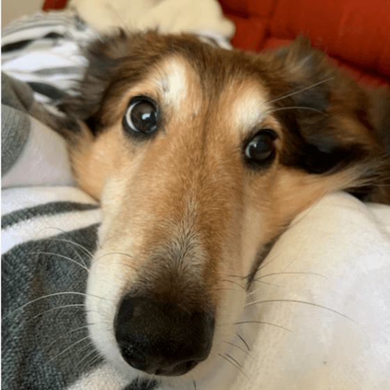 Skippy the dog, poking its head over the blankets