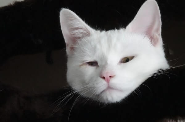 White cat