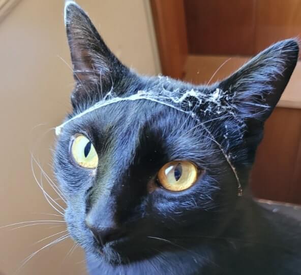 Black cat named Poe