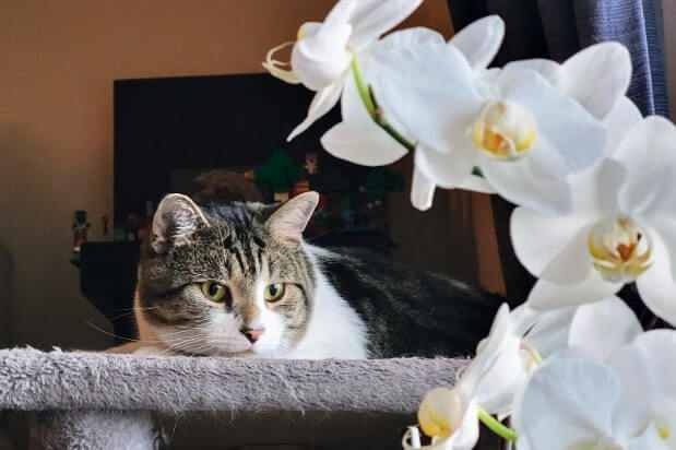 A black, white, and brown cat named Spencer